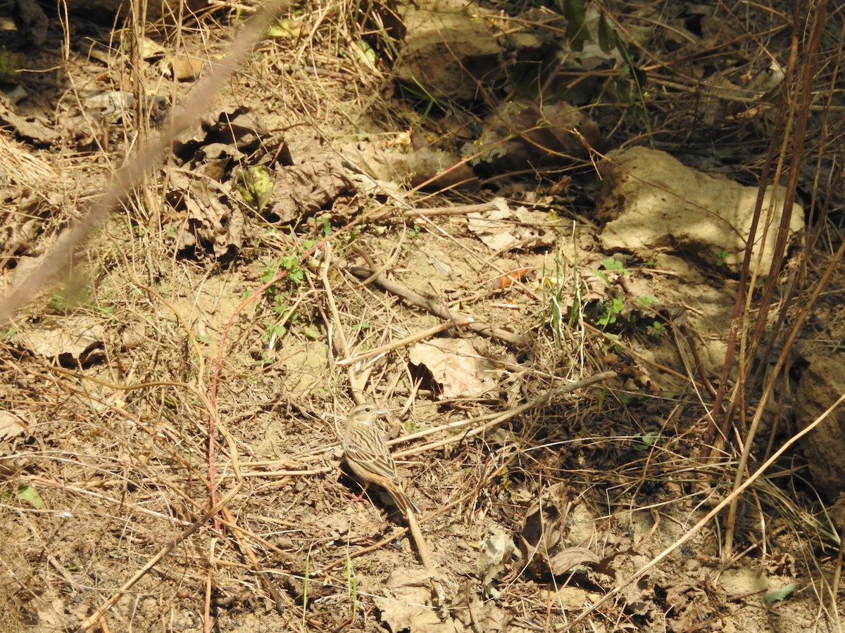 Rock Bunting - ML643758080