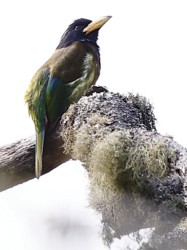 Great Barbet - ML643758082
