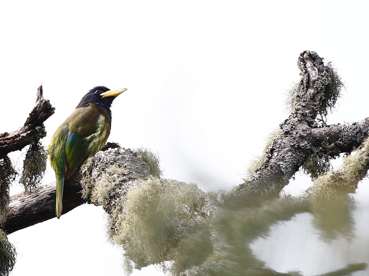 Great Barbet - ML643758083