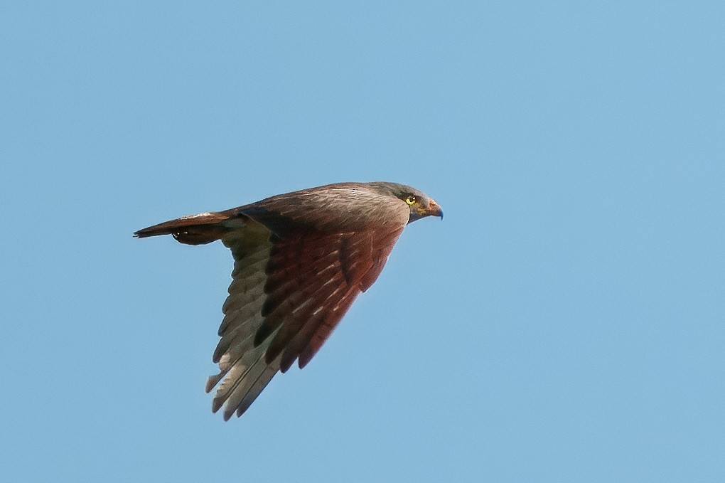 Rufous-winged Buzzard - ML643758084