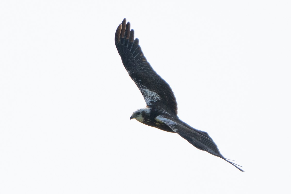 Eastern Marsh Harrier - ML643758105