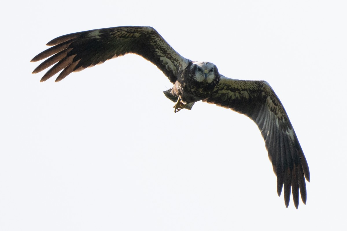 Eastern Marsh Harrier - ML643758106