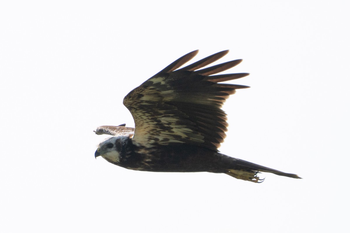Eastern Marsh Harrier - ML643758107