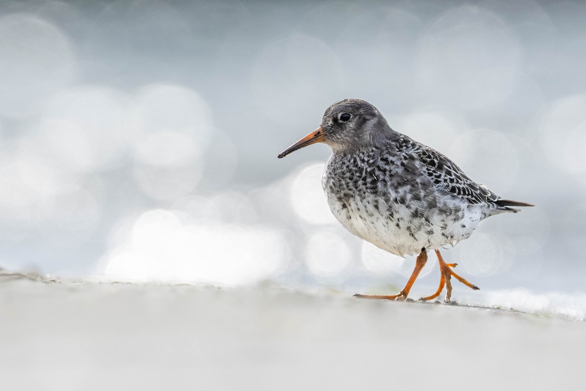 Purple Sandpiper - ML643758112