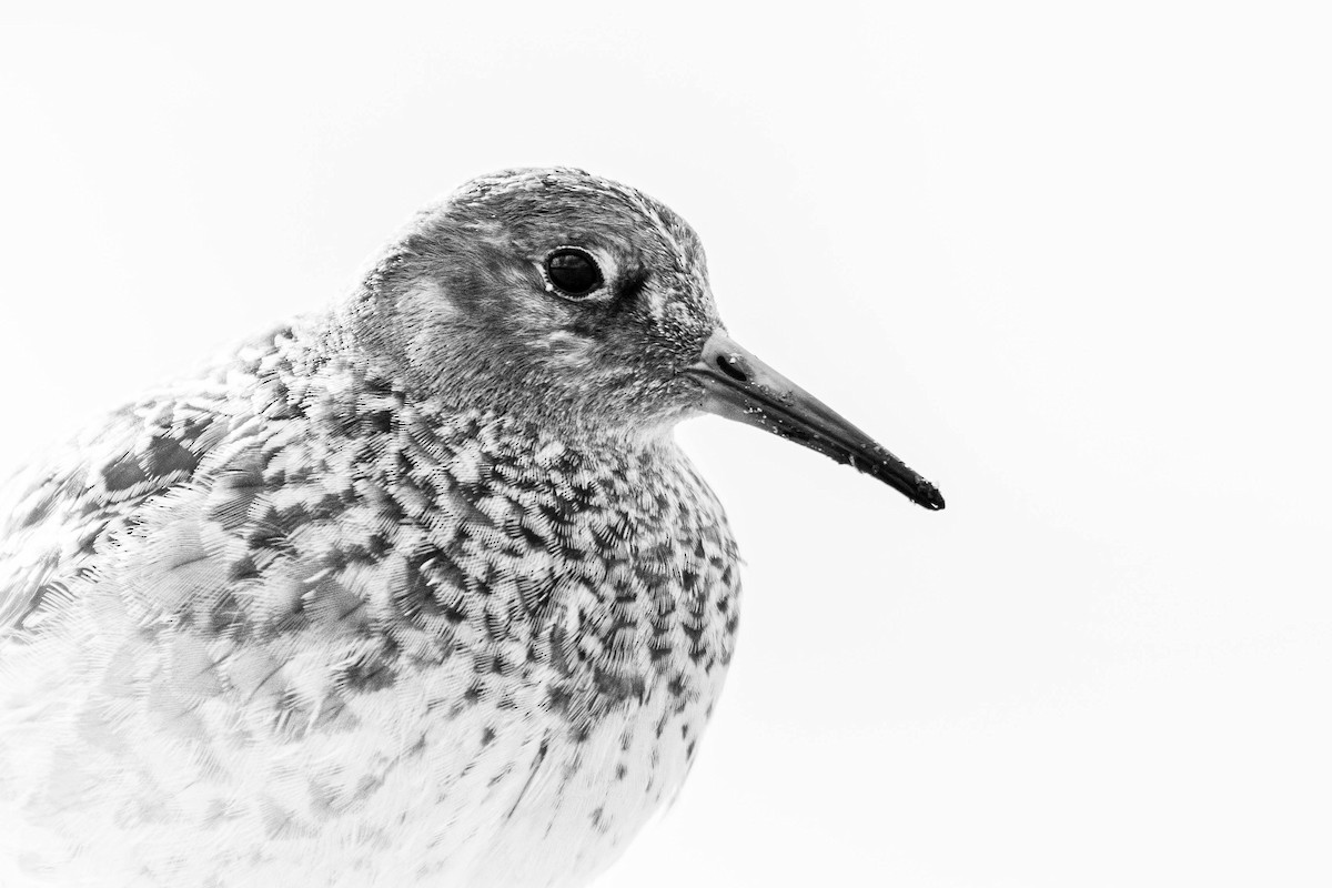 Purple Sandpiper - ML643758113