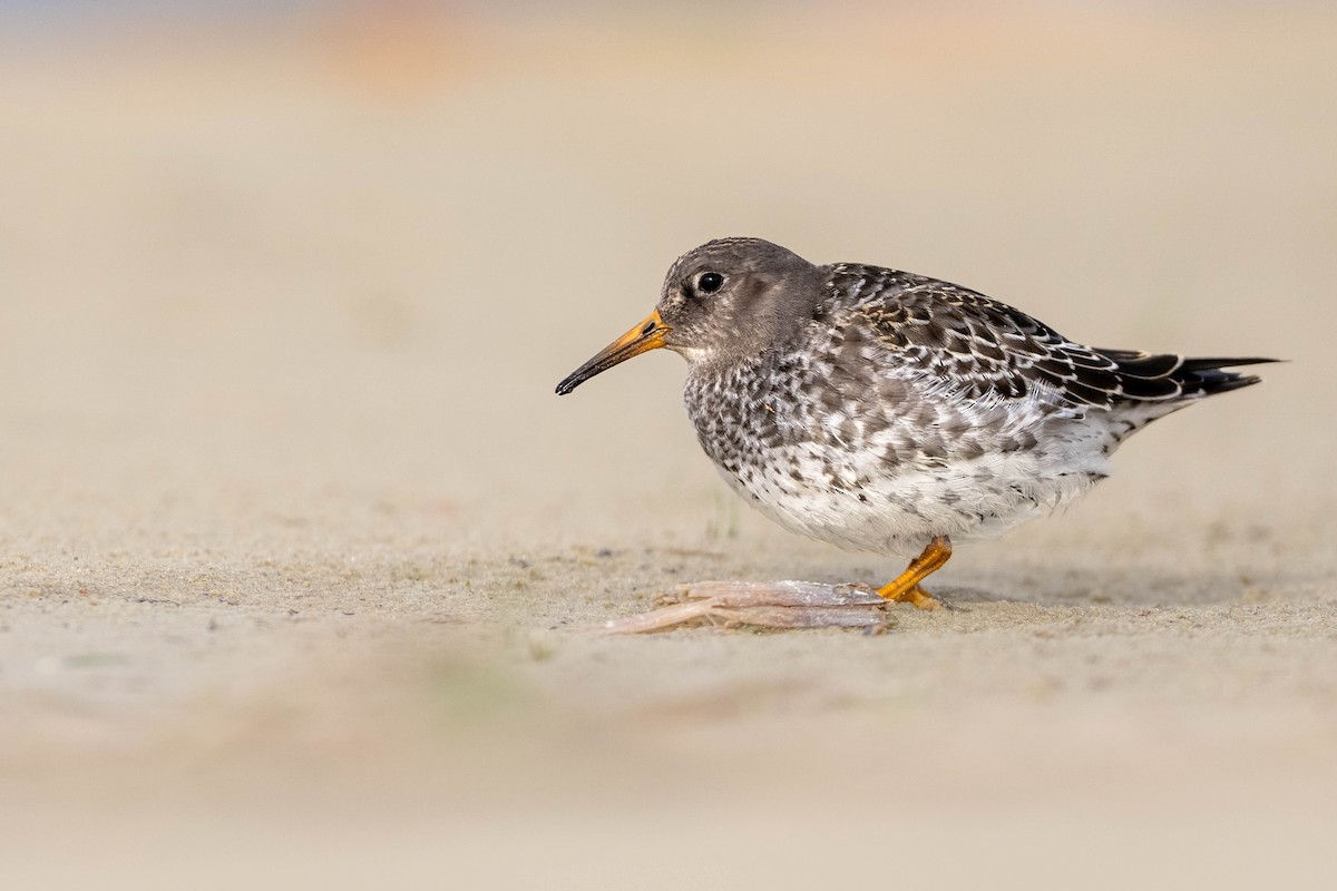 Purple Sandpiper - ML643758114