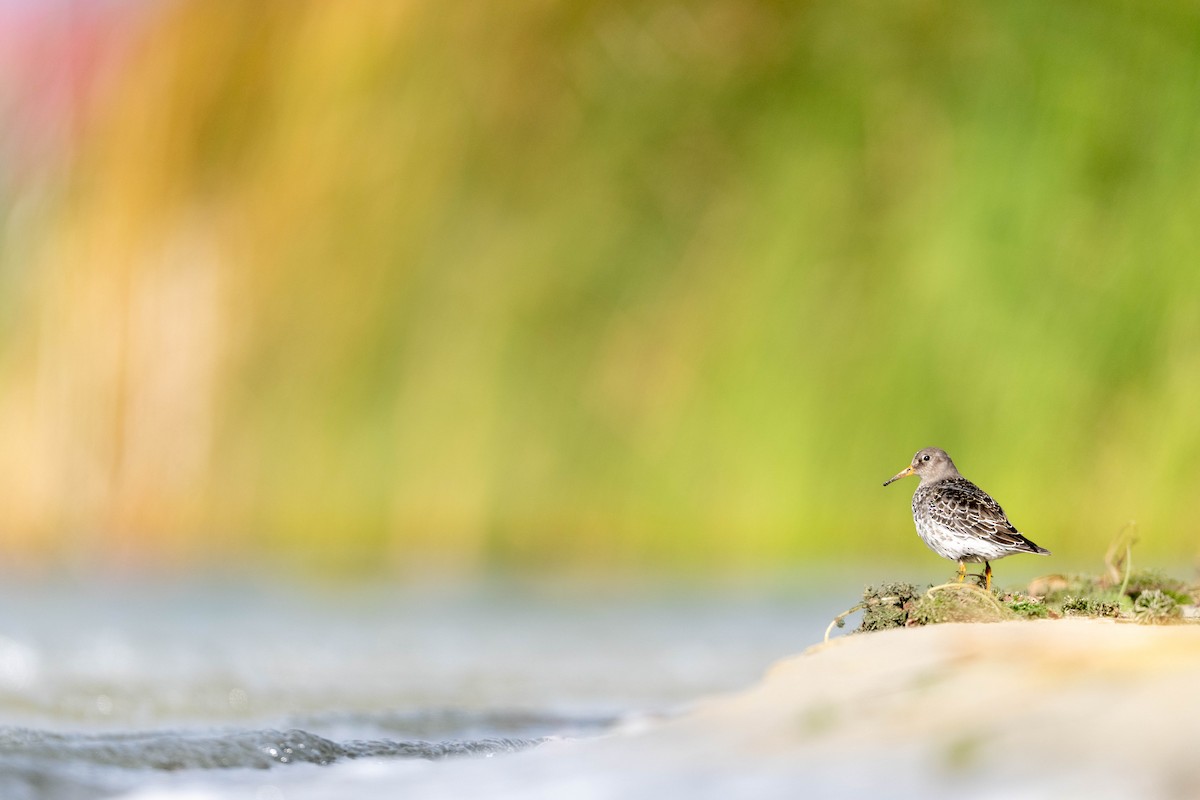 Purple Sandpiper - ML643758115