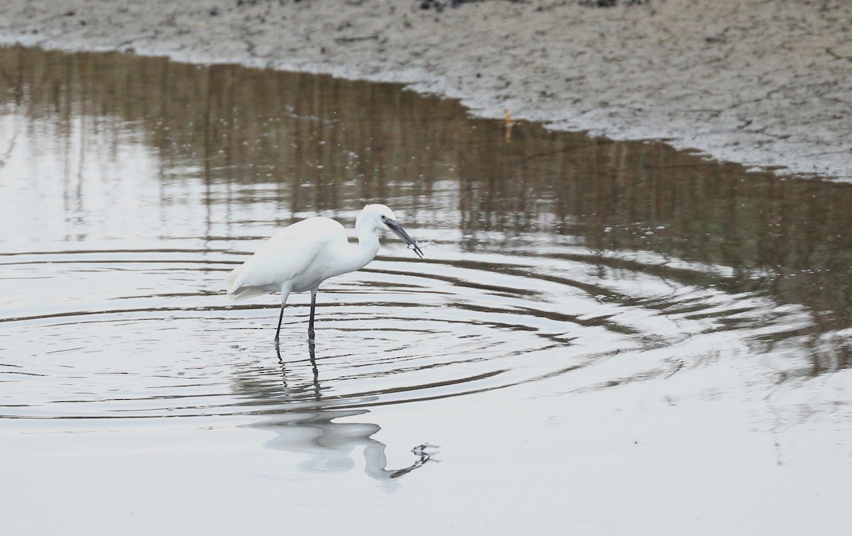 Little Egret - ML643758134