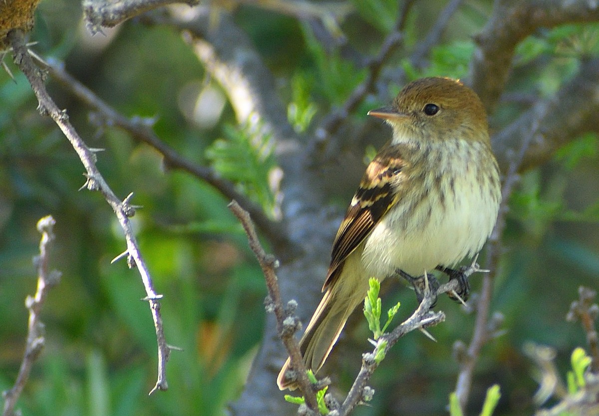 Bran-colored Flycatcher - ML643758136