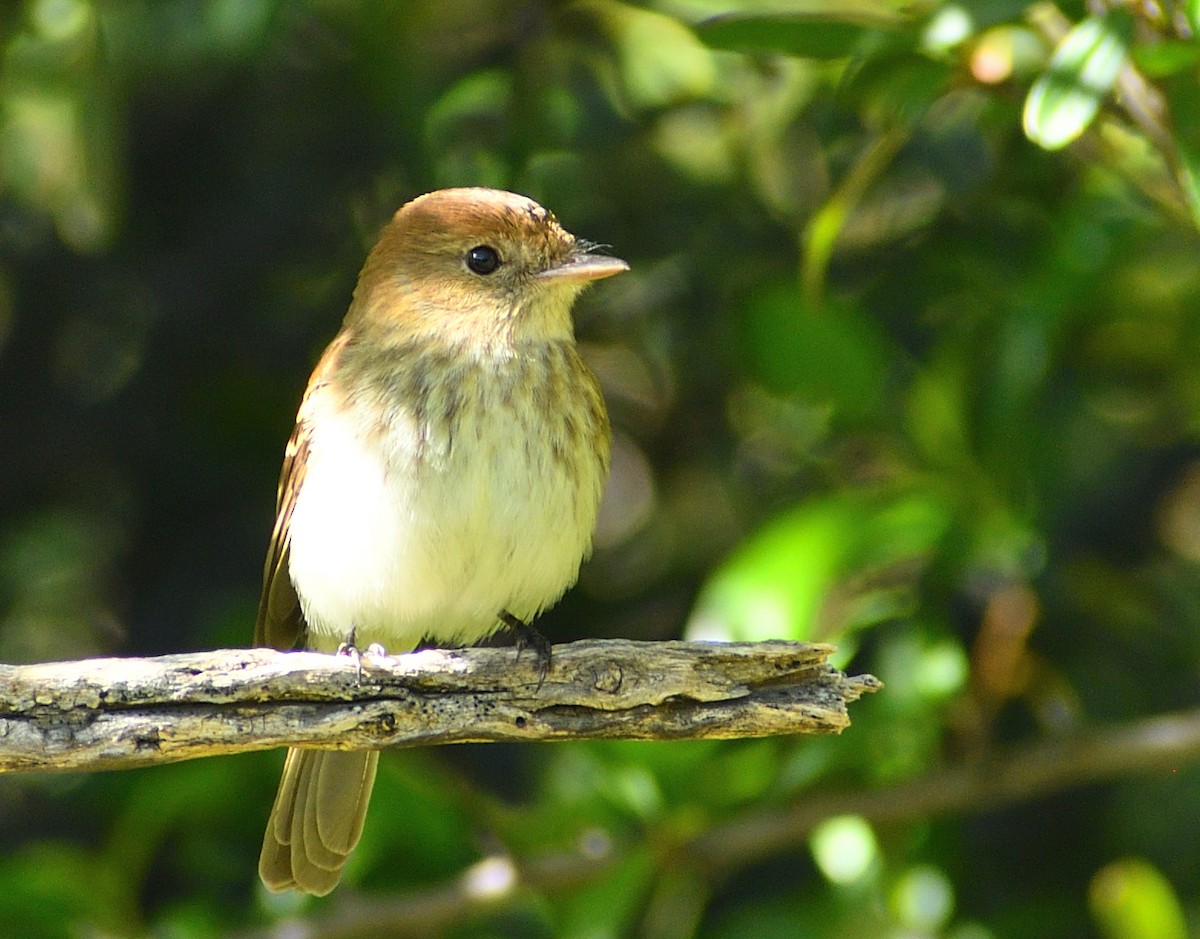 Bran-colored Flycatcher - ML643758137