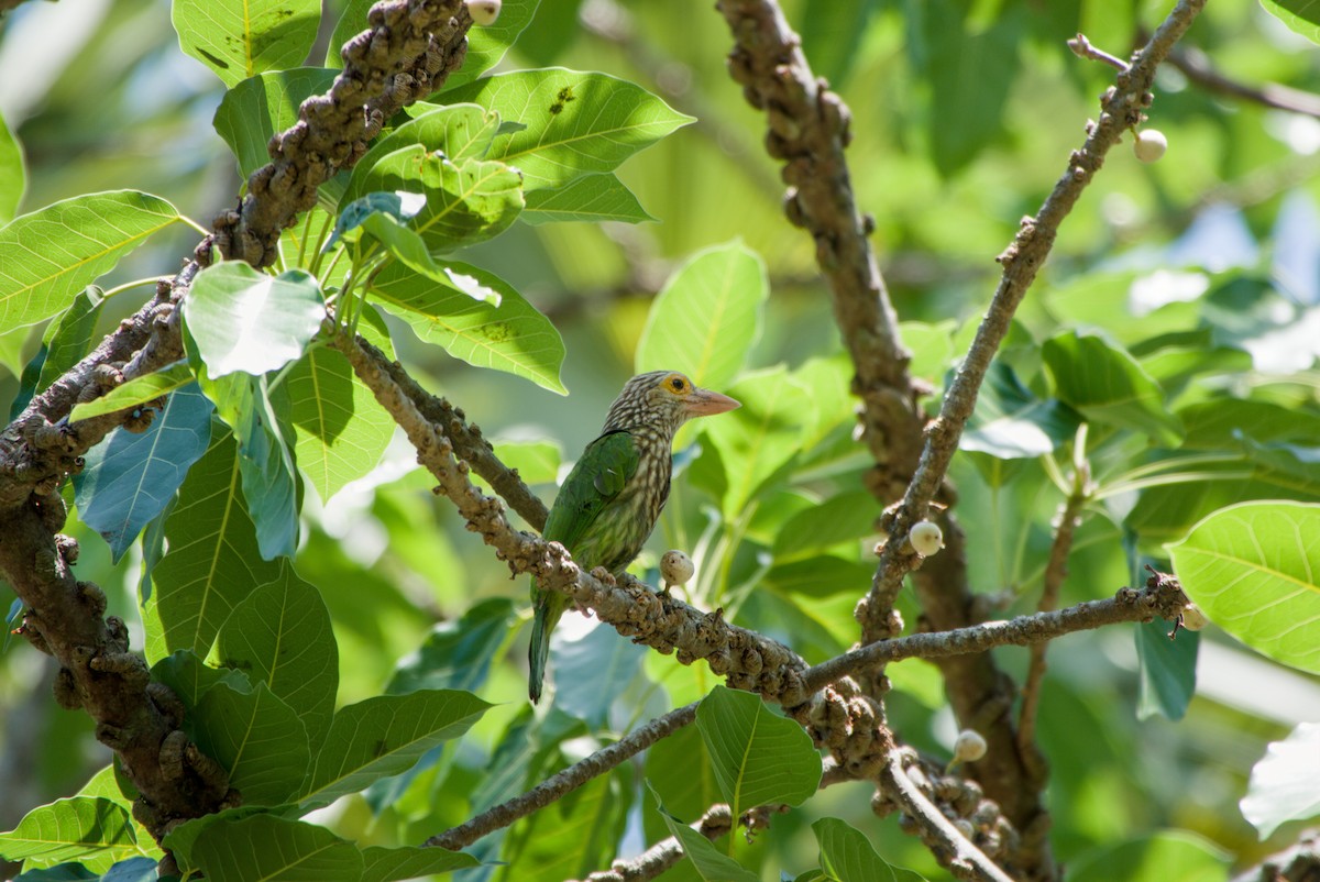 Lineated Barbet - ML643758142