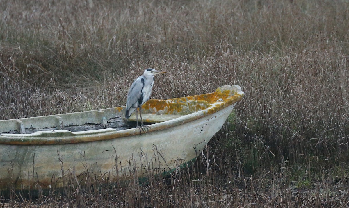 Gray Heron - ML643758151