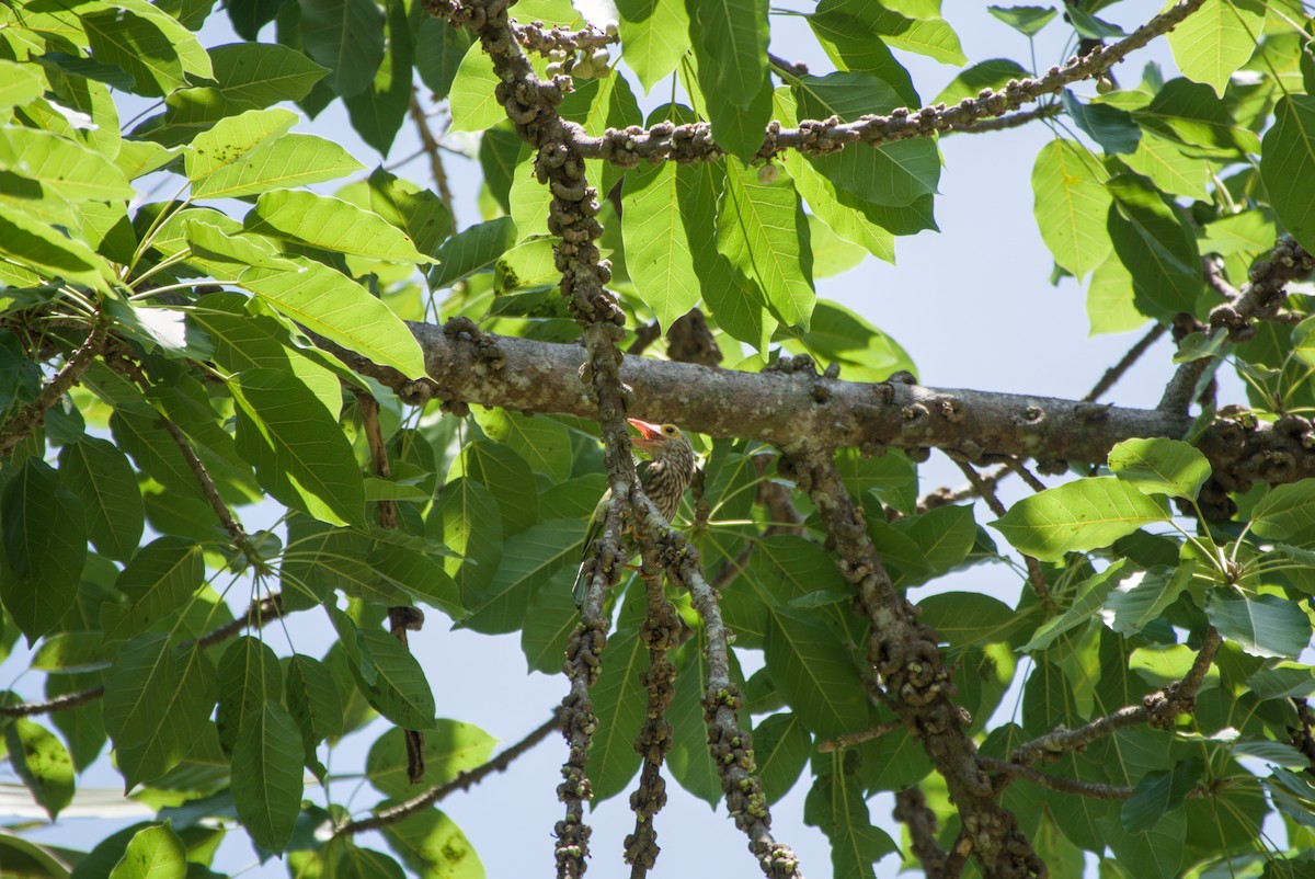 Lineated Barbet - ML643758158