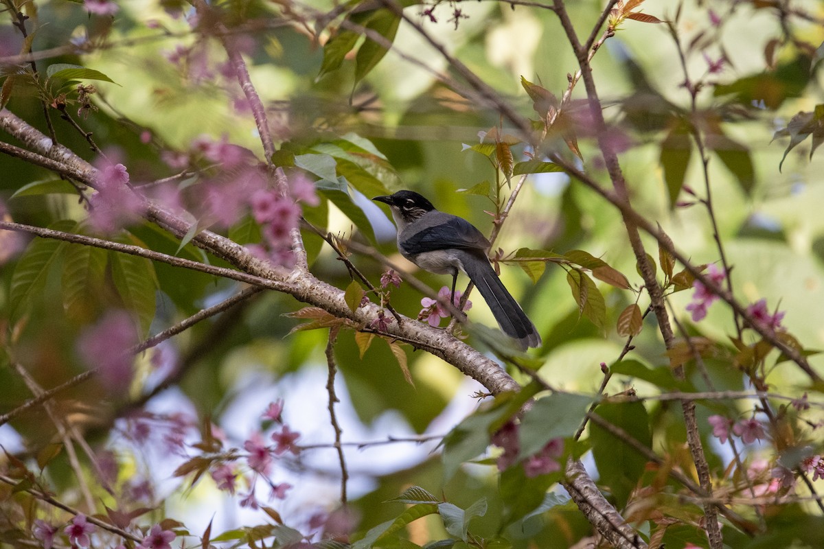 Garrulaxe de Desgodins - ML643758163