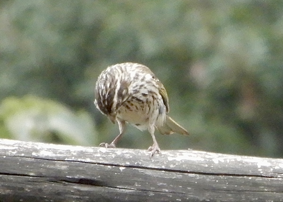 Streaky Seedeater - ML643758171