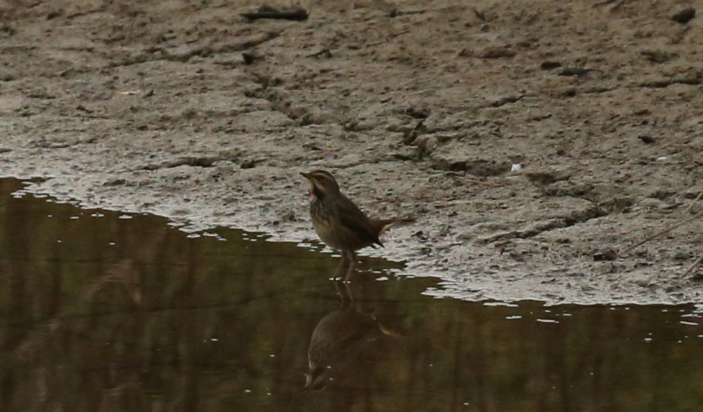 Bluethroat - ML643758174