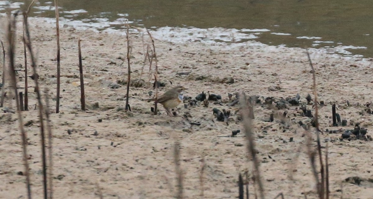 Bluethroat - ML643758175