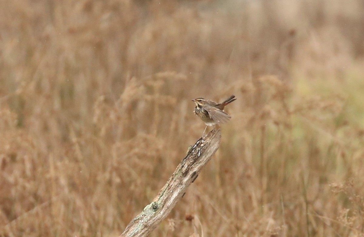 Bluethroat - ML643758176