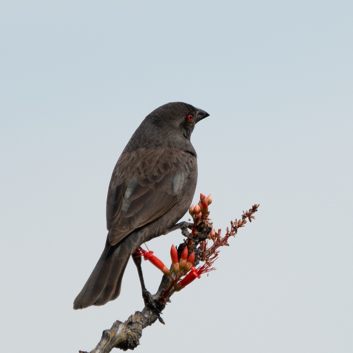 Bronzed Cowbird - ML643758183