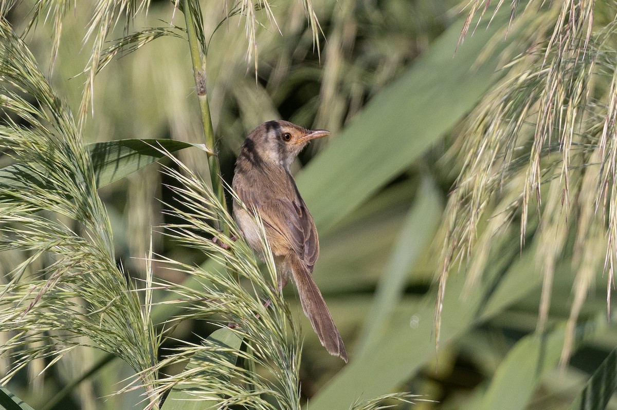 Plain Prinia - ML643758184