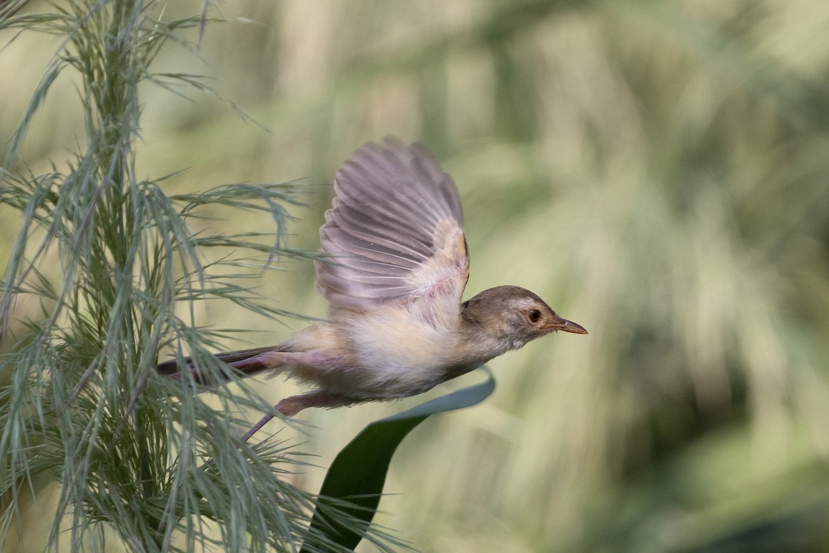 Plain Prinia - ML643758185