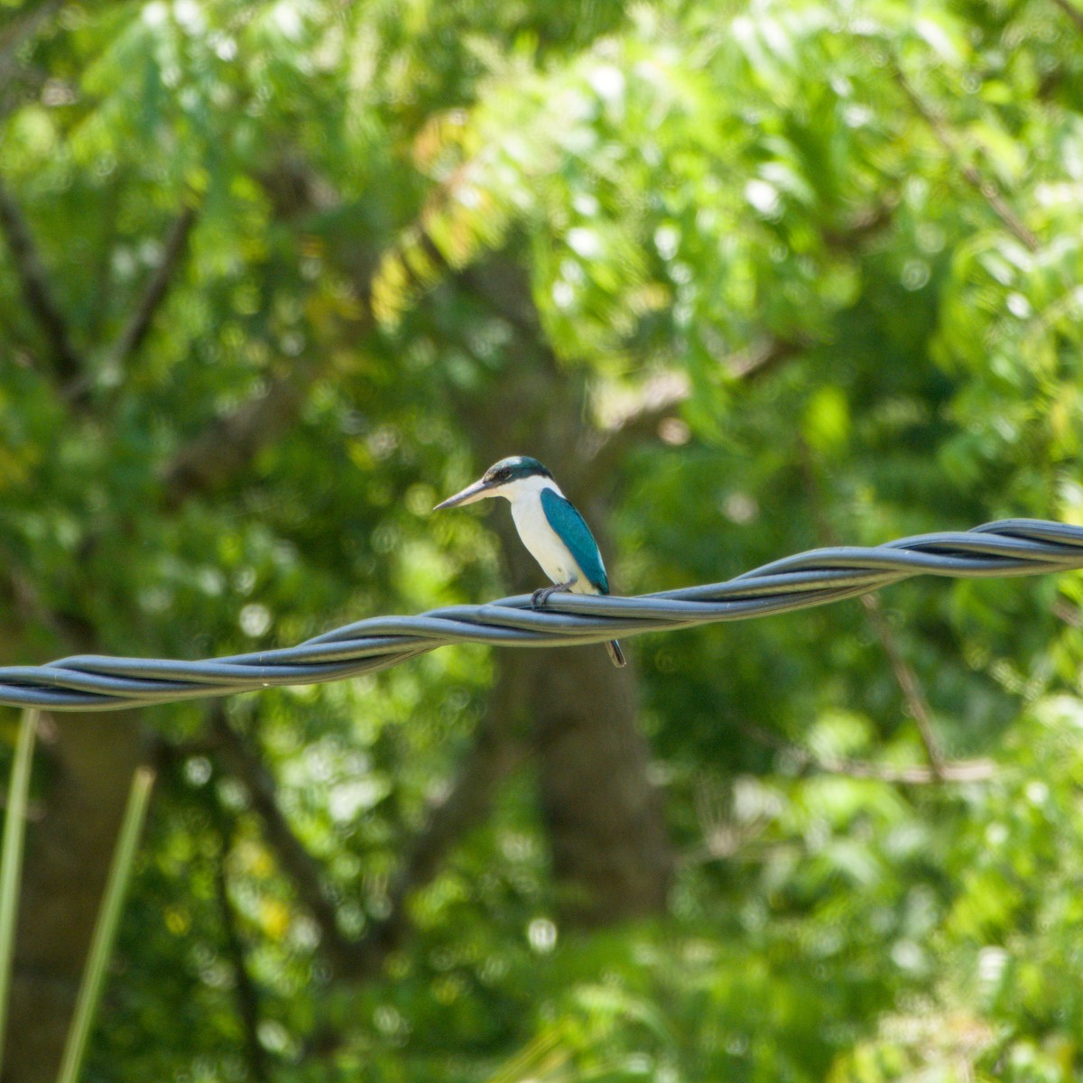 Collared Kingfisher - ML643758186