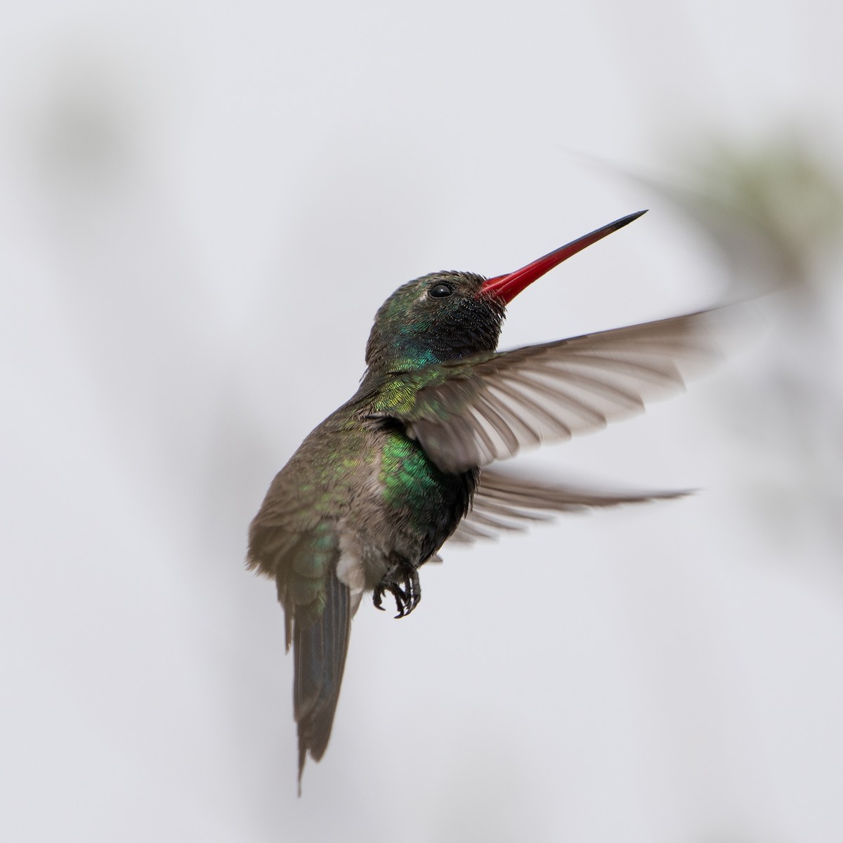 brednebbkolibri - ML643758189
