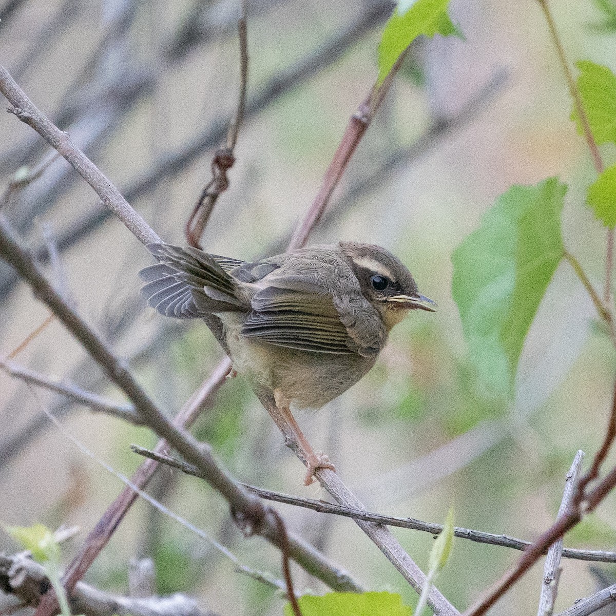 brunkroneparula - ML643758203