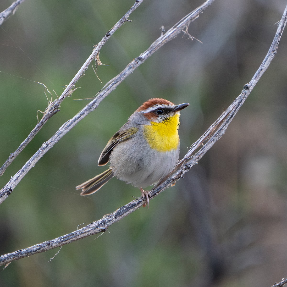 brunkroneparula - ML643758210