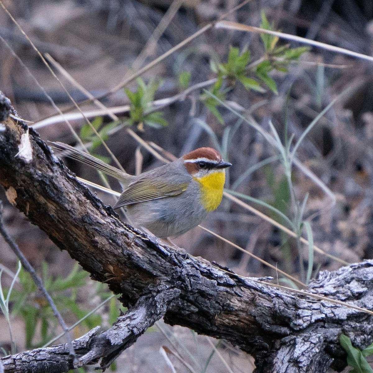 brunkroneparula - ML643758211