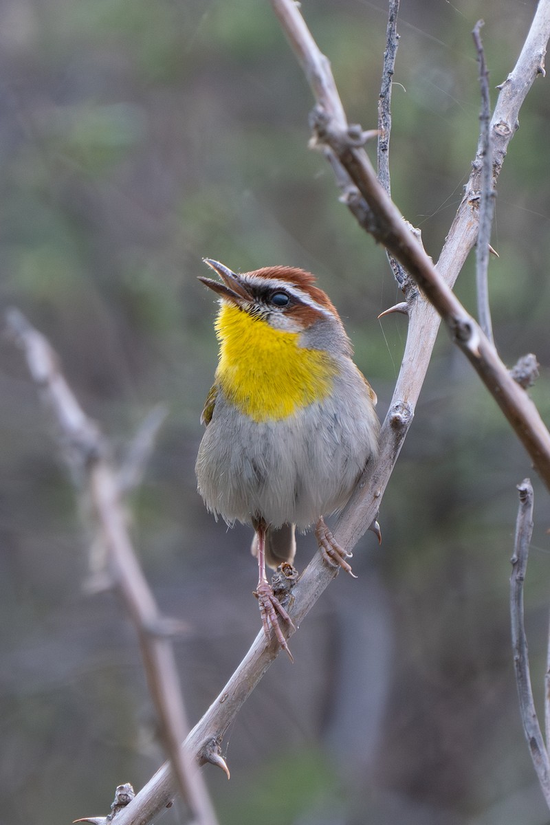 brunkroneparula - ML643758212