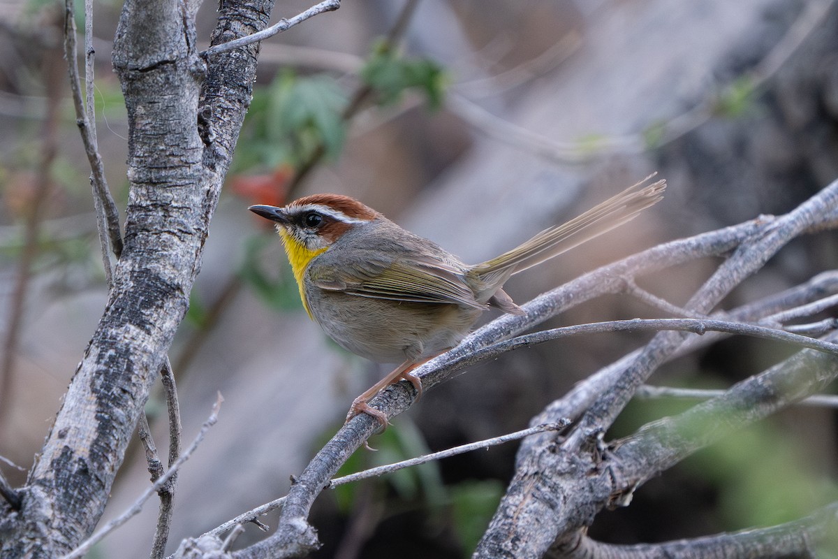 brunkroneparula - ML643758213