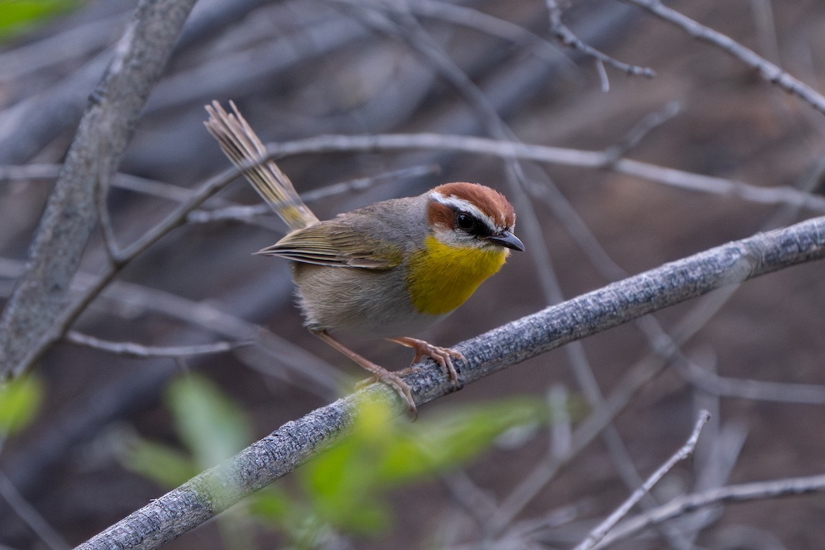 brunkroneparula - ML643758214