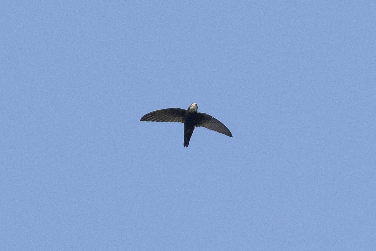 House Swift - ML643758239