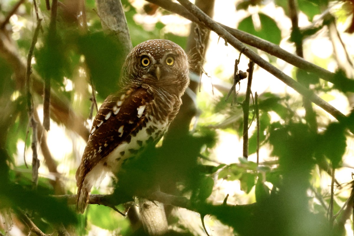 ヨコジマスズメフクロウ - ML643758240