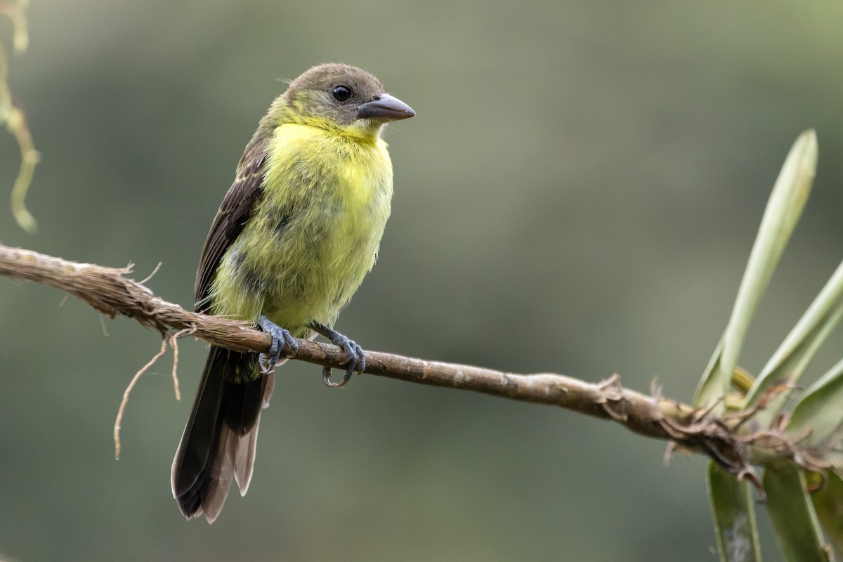 Flame-rumped Tanager - ML643758241