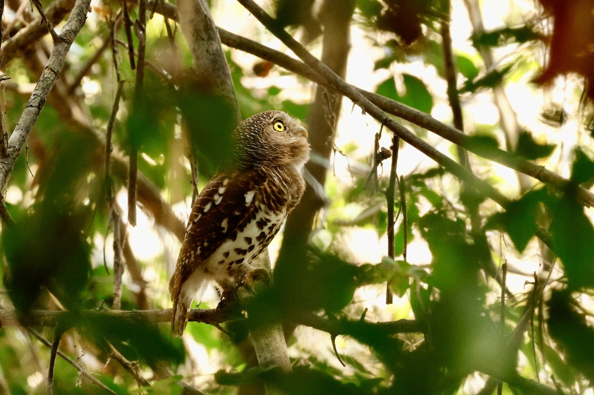 ヨコジマスズメフクロウ - ML643758245