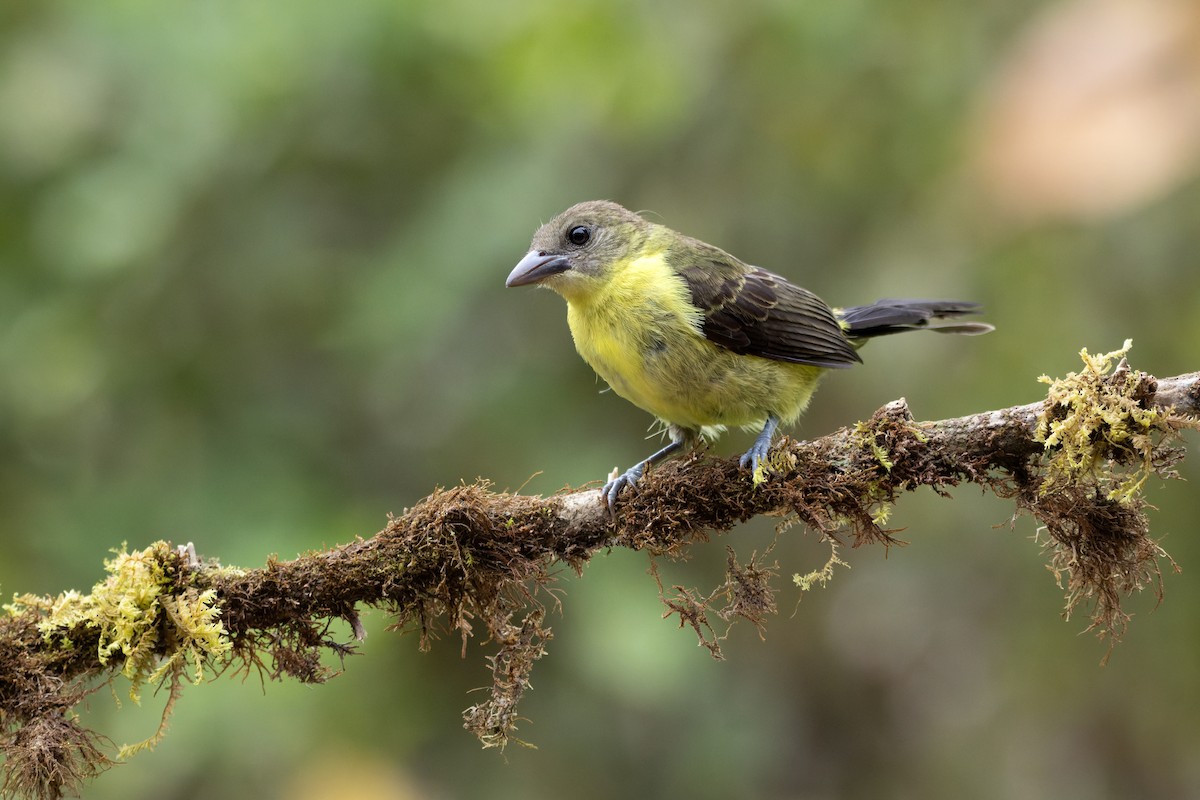 Flame-rumped Tanager - ML643758247
