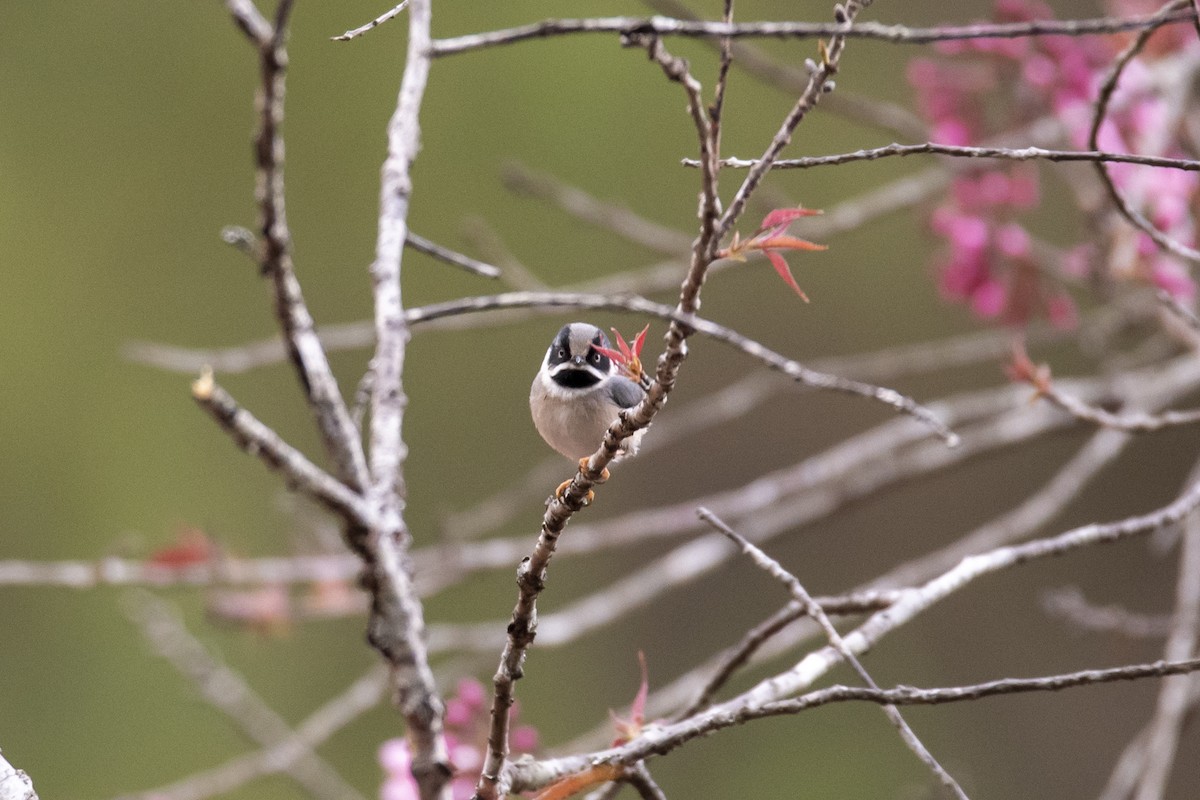 Black-throated Tit - ML643758248