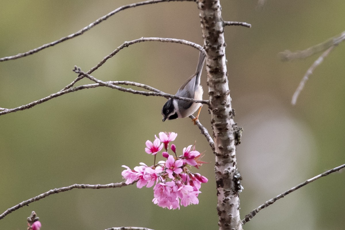 Black-throated Tit - ML643758249