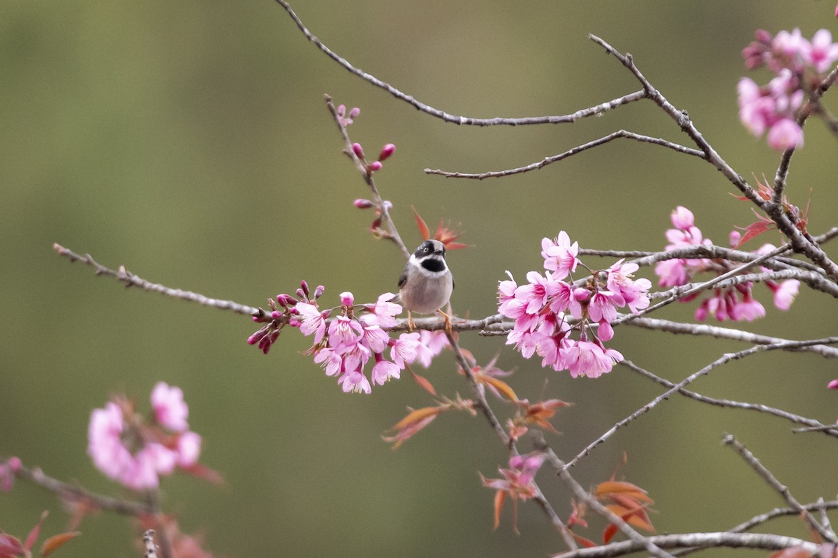 Black-throated Tit - ML643758250