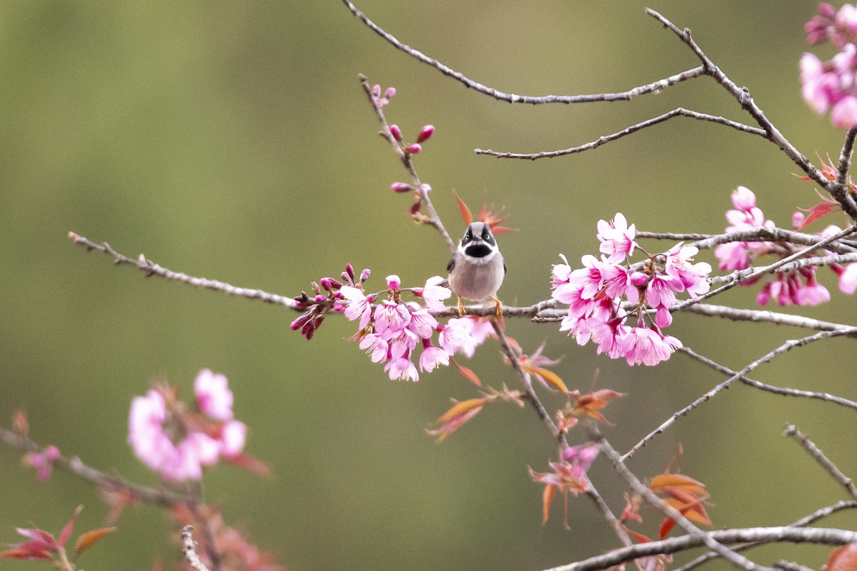 Black-throated Tit - ML643758251