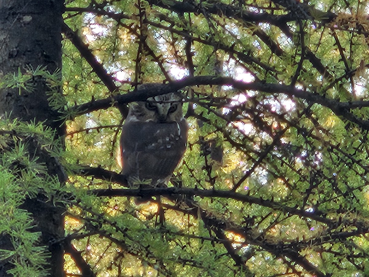 Northern Saw-whet Owl - ML643758252