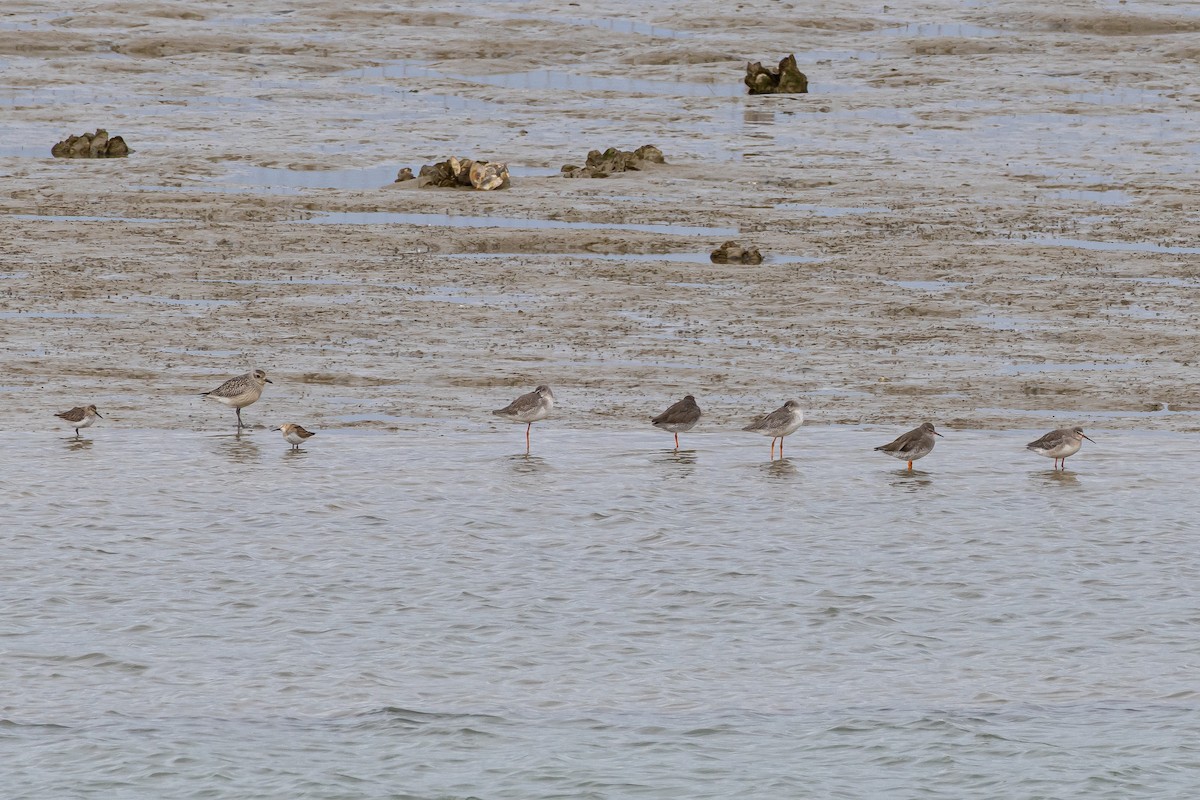 Spotted Redshank - ML643758262
