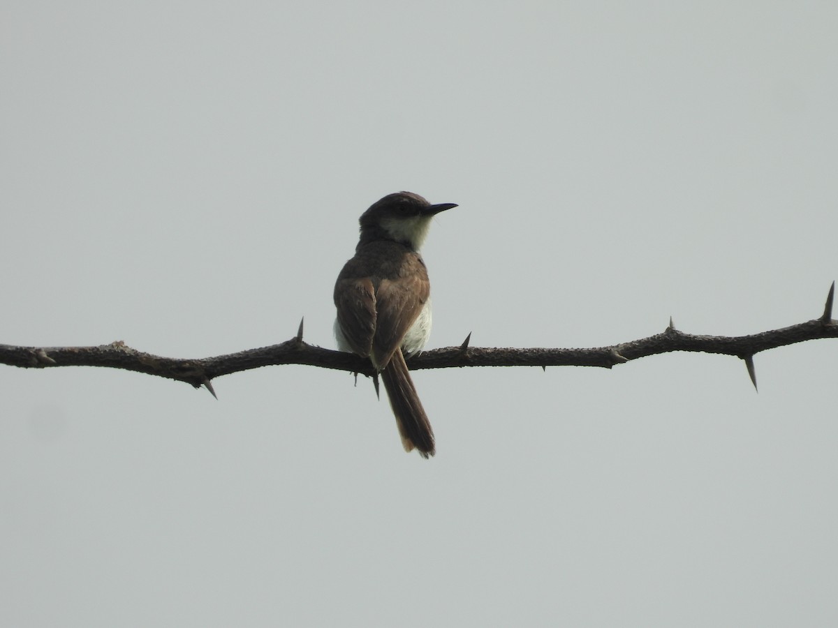 Gray-breasted Prinia - ML643758267