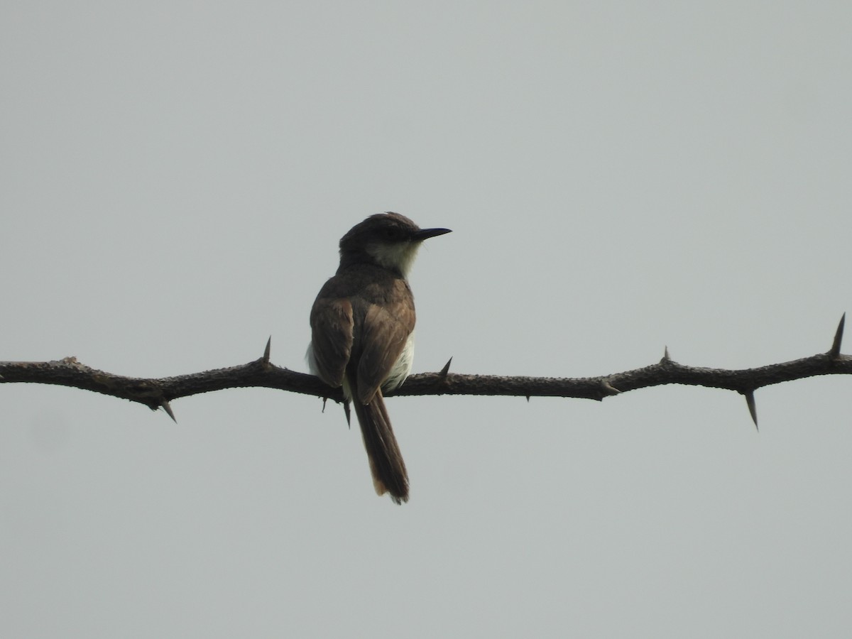Gray-breasted Prinia - ML643758268