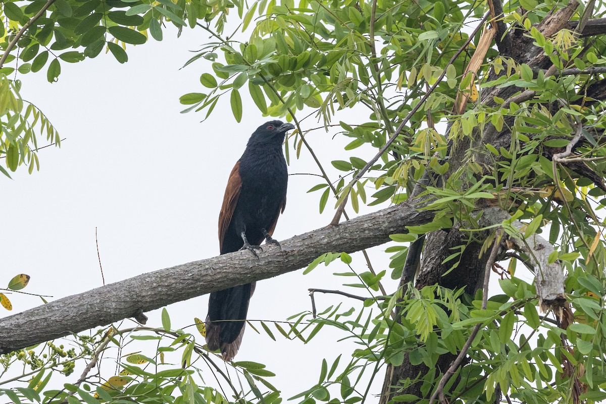 Greater Coucal (Greater) - ML643758290