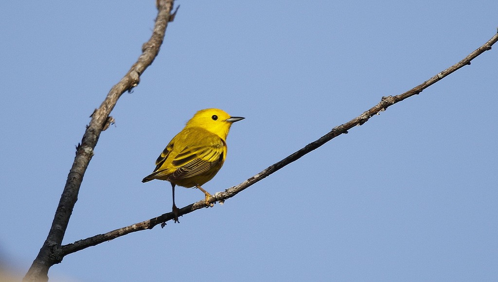 Yellow Warbler (Northern) - ML643758301
