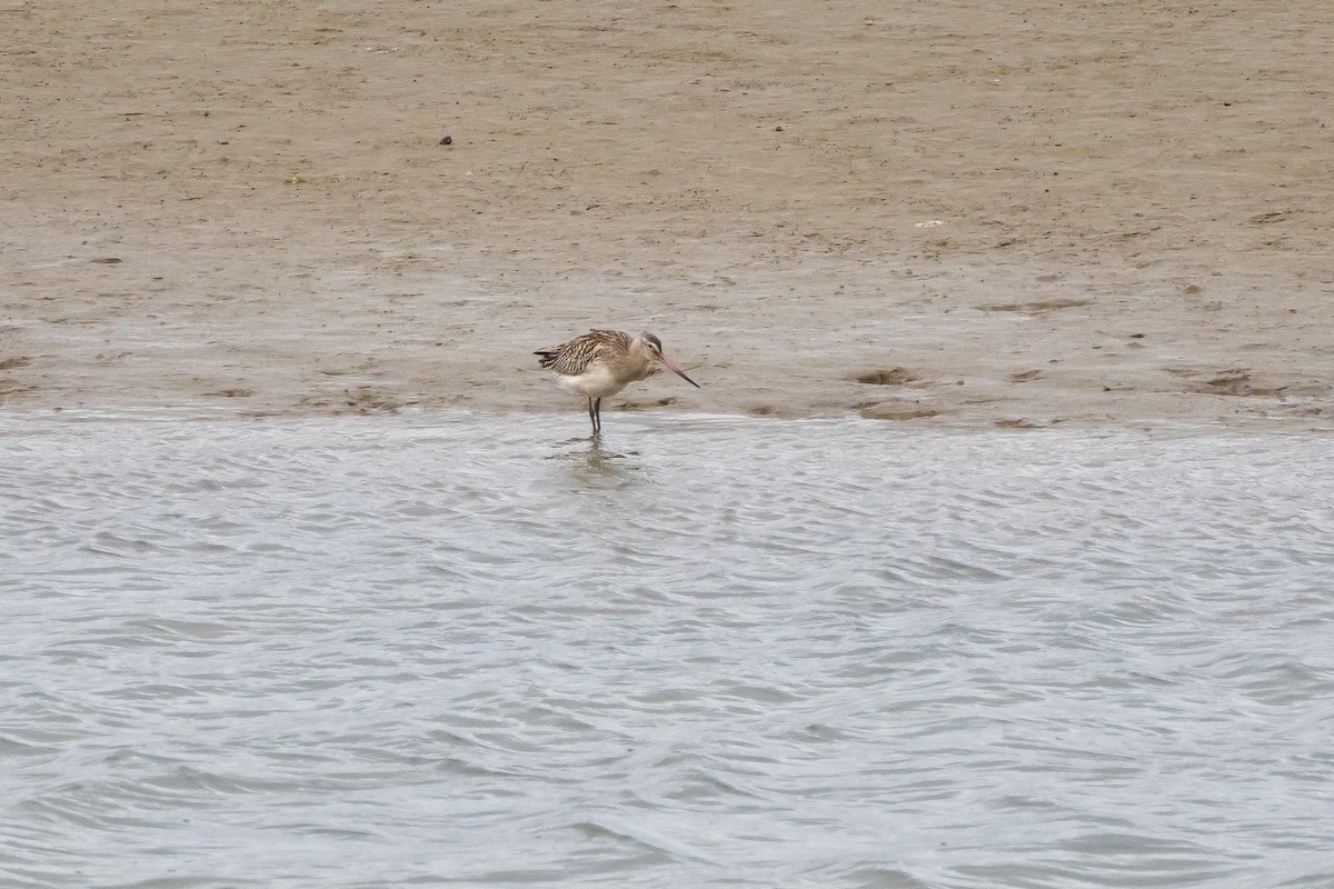 Bar-tailed Godwit - ML643758309