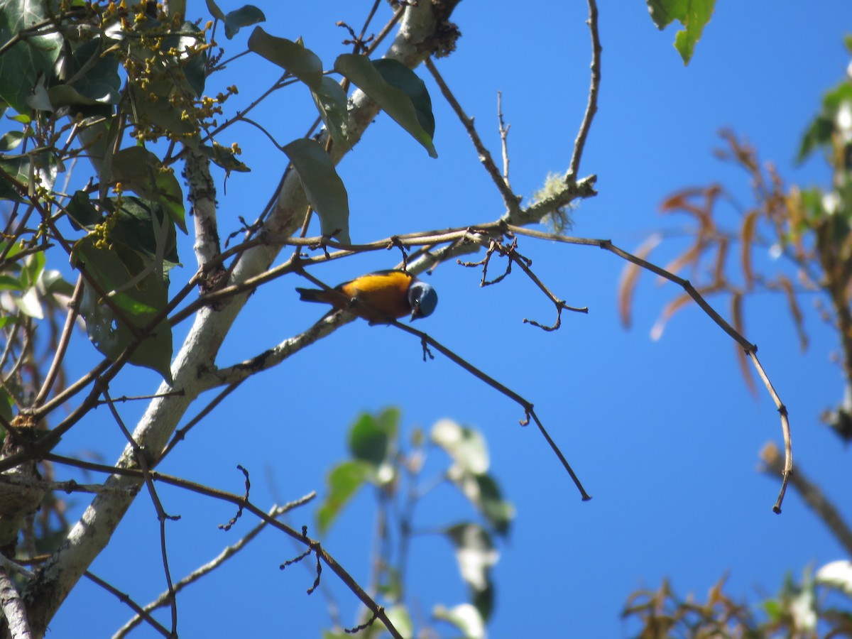 ルリゴシサンショクフウキンチョウ - ML643758319